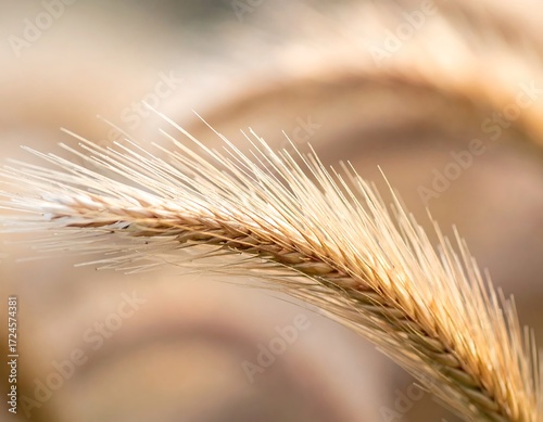 Close-up of golden wheat stalks