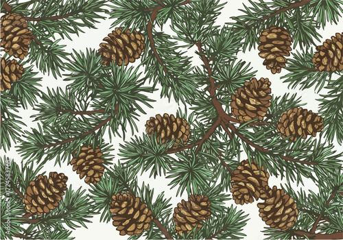 Close up of pine cones and evergreen branches natures beauty.