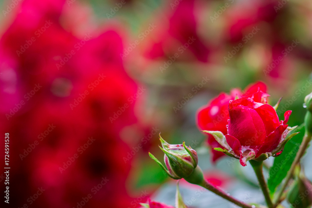 Obraz premium delicate rose flower with raindrops or dew. on a blurred background with bokeh. colorful macro photo of a flower. screensaver. free space. close-up.