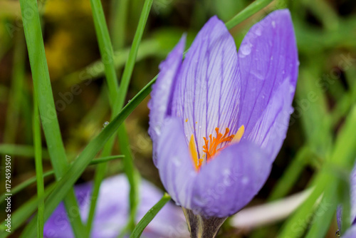 meadow saffron with raindrops or dew. on a blurred background with bokeh. macro photo of a flower. screensaver. free space. close-up. blank for creativity