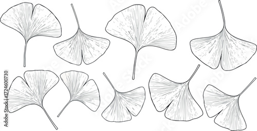 Ginkgo biloba leaves illustration botanical drawing of the fanshaped foliage.