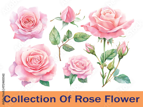 Beautiful watercolor pink rose flowers and buds collection artistic floral elements vector