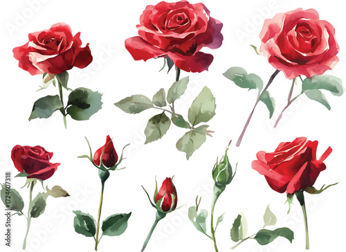 Vibrant red roses and buds watercolor collection for elegant floral designs and romantic themes vector