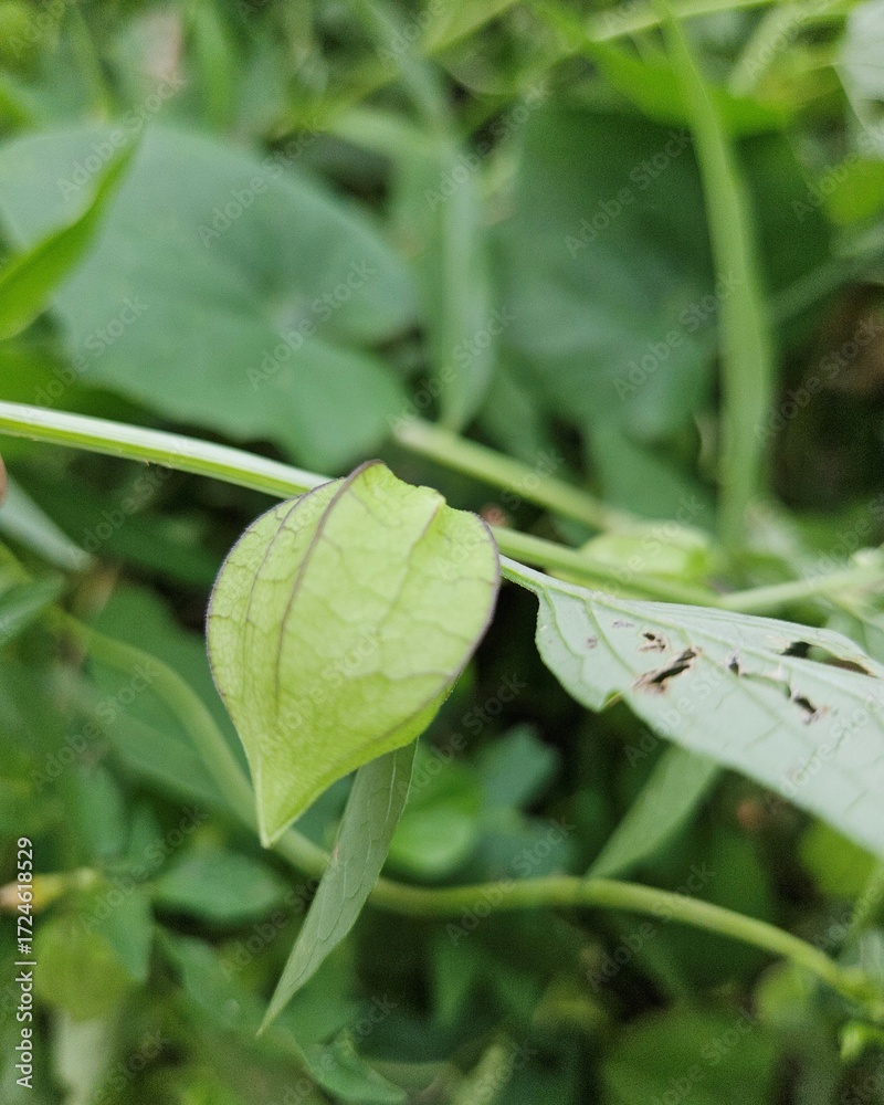 Obraz premium Close-up of unripe goldenberry growing in the garden in Mekong Delta, Vietnam.