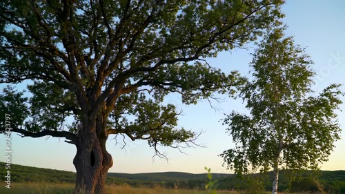 Majestic oak and birch trees in a summer landscape