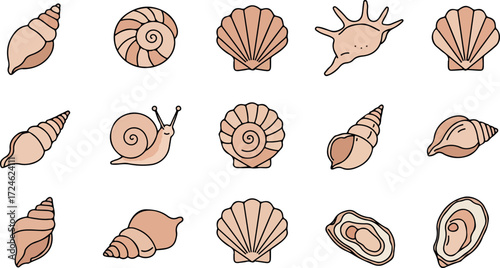 Various seashells collection displayed in a row showcasing diverse shapes and textures.