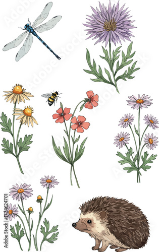 Watercolor illustration of dragonfly bee hedgehog and various flowers.