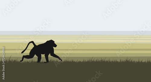 Silhouette of a Baboon Walking on Grassland with a Curved Tail.