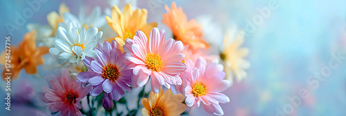 Soft focus pastel bouquet of chrysanthemums with delicate petals and yellow centers