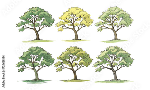 Collection of six hand drawn trees in various stages of foliage