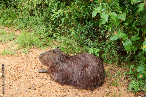 Capybara, hydrochoerus hydrochaeris wet after the rain. It is the largest living rodent, native to South America. El Palmar National Park, Entre Rios, Argentina.