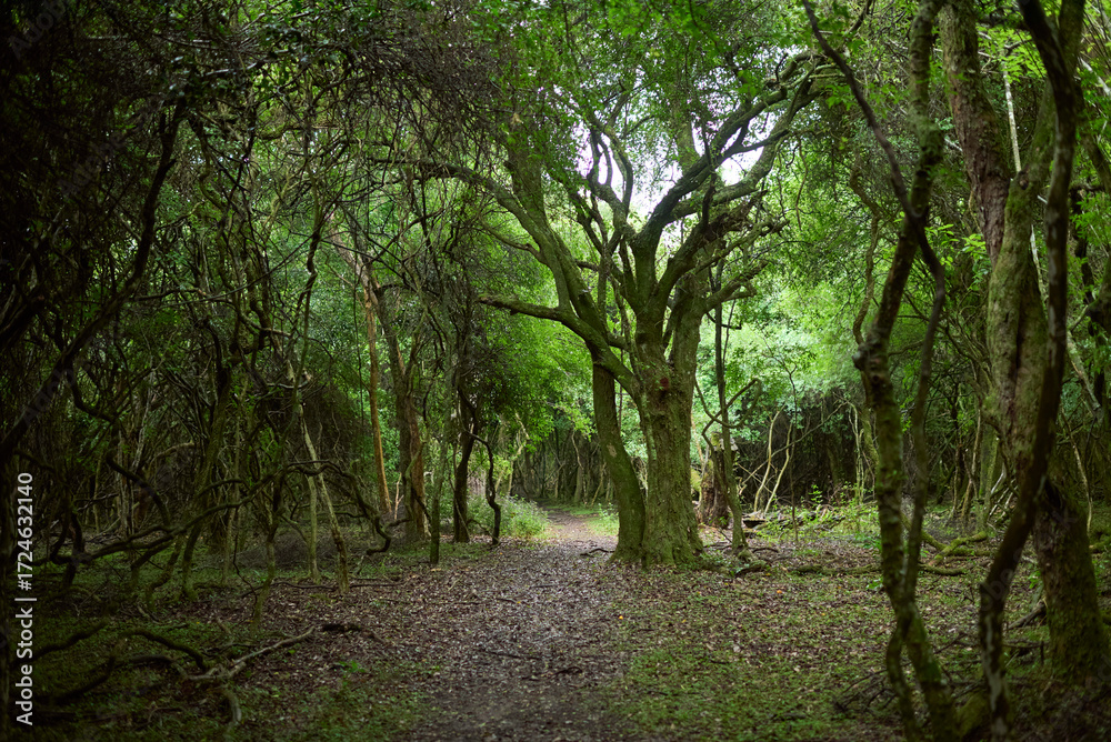 Fototapeta premium Natural scene without people, a path crosses an area of vegetation, green predominates, the leaves and branches of the trees barely allow the sky to be seen. El Palmar National Park, Argentina.