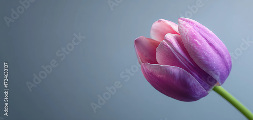 Single pink purple tulip bud against a soft blue gray gradient background