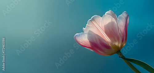 Delicate pink tulip with glowing petals against a soft teal blue background