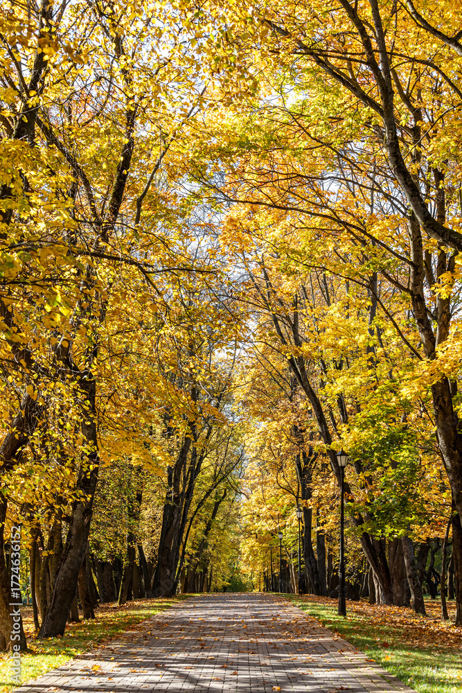 Fototapeta premium pathway in the autumn park with colorful bright trees on sunny day.