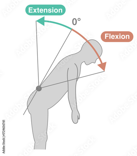 Thoracolumbar Spine and Trunk Range of Motion (ROM) Illustration