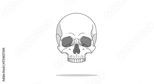 Anatomical Skull Illustration on a White Background, Useful for Medical Education, Halloween Decor, or Tattoo Design, Clean and Detailed for Clear Visual Representation.