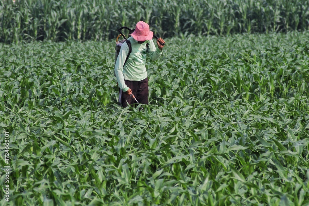 Naklejka premium Farm Worker Spraying Corn Field With Backpack Sprayer In Green Sunny Farm Landscape