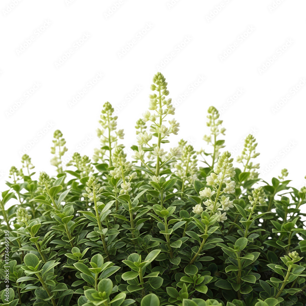 Obraz premium Green bush with white flowers isolated on transparent background