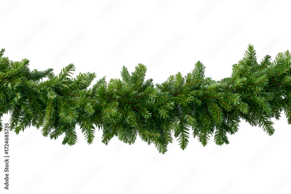 Fototapeta premium branch of a pine