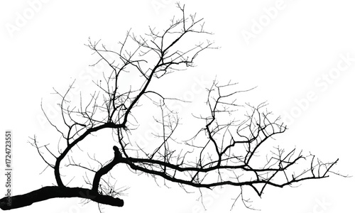 Silhouette of bare branche of tree isolated on white. Black and white vector illustration
