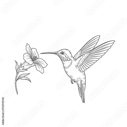 Delicate Hummingbird Hovering at a Flower Vector Silhouette Graphic Design Element