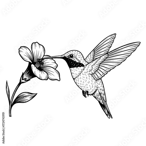 Intricate Hummingbird Silhouette Vector Illustration Hovering Near a Beautiful Blossoming Flower