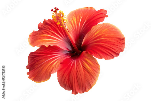 Red hibiscus flower isolated on transparent background