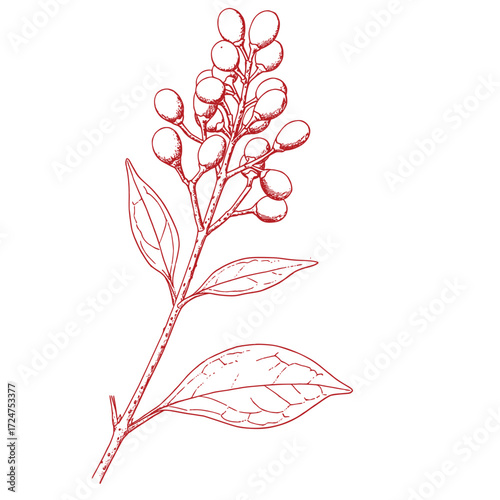 Hand drawing of a tree branch.