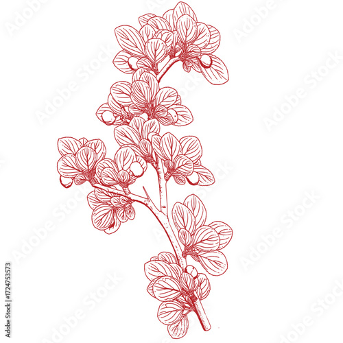 Hand drawing of a tree branch.