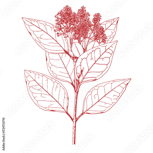 Hand drawing of a tree branch.