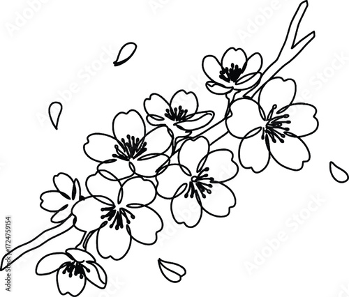 Cherry blossom branch minimalist one line illustration Cherry blossom branch drawn in continuous line art symbolizing spring renewal fleeting beauty and grace