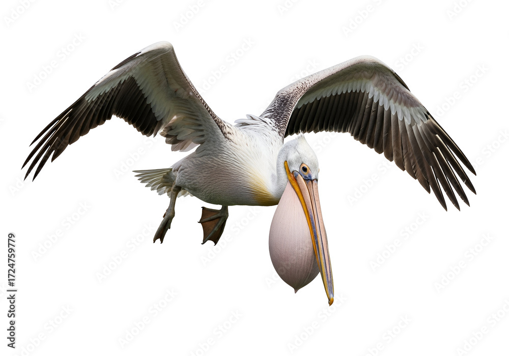 Obraz premium A detailed close-up of a pelican in flight against a completely black background, showcasing its large wings and beak.