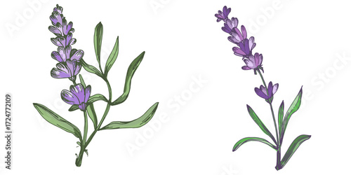 Lavender plant illustration, purple lavender flowers vector, aromatic herbal plant, hand drawn botanical clipart for invitations, posters, banners and designs
