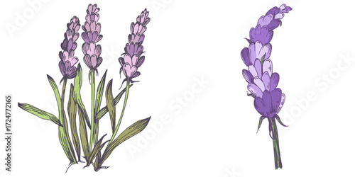 Lavender plant illustration, purple lavender flowers vector, aromatic herbal plant, hand drawn botanical clipart for invitations, posters, banners and designs