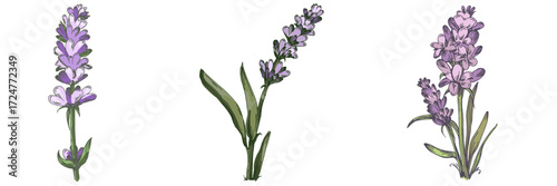Lavender plant illustration, purple lavender flowers vector, aromatic herbal plant, hand drawn botanical clipart for invitations, posters, banners and designs