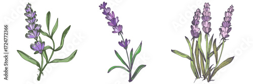 Lavender plant illustration, purple lavender flowers vector, aromatic herbal plant, hand drawn botanical clipart for invitations, posters, banners and designs