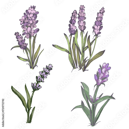 Lavender plant illustration, purple lavender flowers vector, aromatic herbal plant, hand drawn botanical clipart for invitations, posters, banners and designs