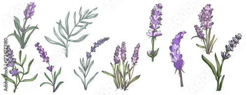 Lavender plant illustration, purple lavender flowers vector, aromatic herbal plant, hand drawn botanical clipart for invitations, posters, banners and designs