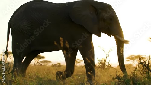 Elephant walking across savanna at sunset
