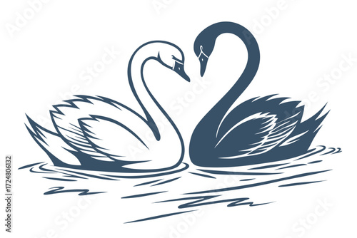 swans on the water