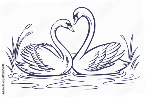 swans on the water