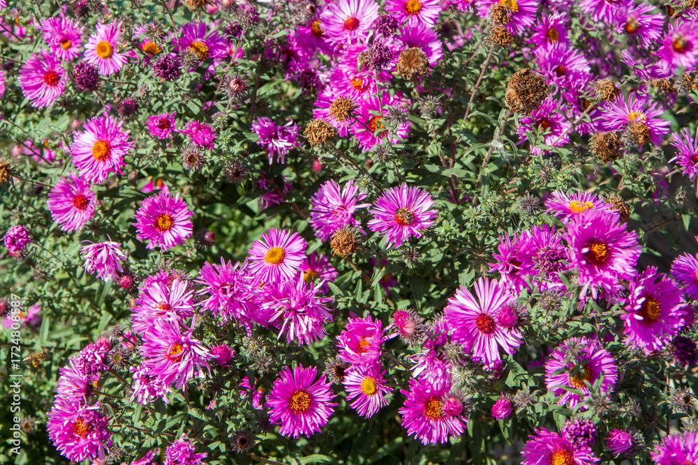 Fototapeta premium There are many pink aster flowers on a flowering bush. Flowering of an ornamental perennial plant