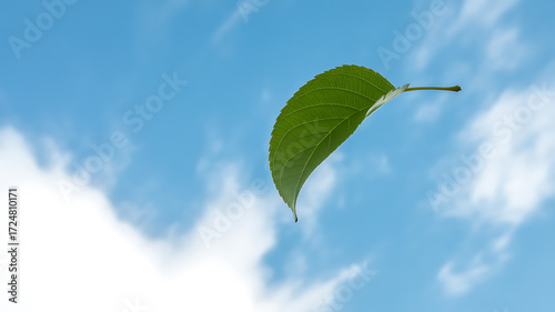 Fototapeta Naklejka Na Ścianę i Meble -  A single green leaf floating against a clear blue sky with scattered clouds