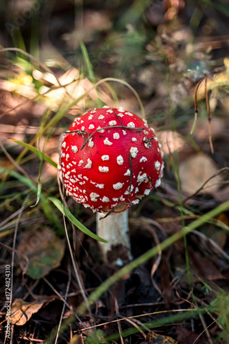 Fly agaric in the forest. Poisonous mushroom with a red cap with white dots