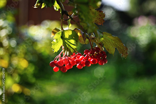 Red rowan berries on a branch in autumn