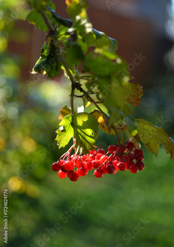 Red rowan berries on a branch in autumn