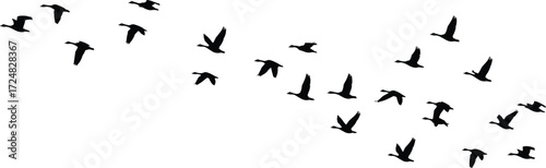 Silhouette flock of birds flying in formation, migration wildlife illustration, natural freedom concept, vector black bird group isolated background design.