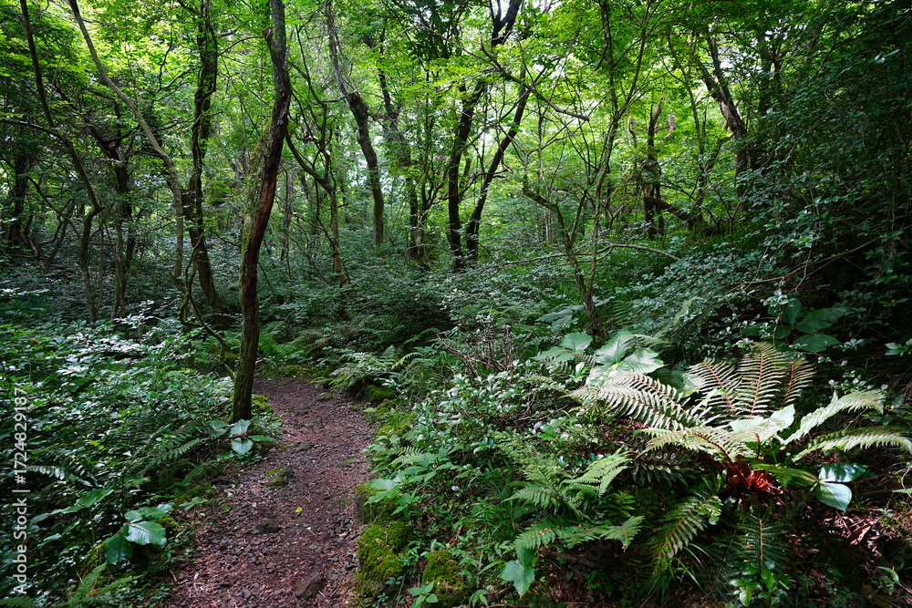 Obraz premium dense spring forest and fine path