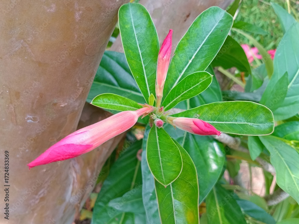 Obraz premium pink flower in a garden
